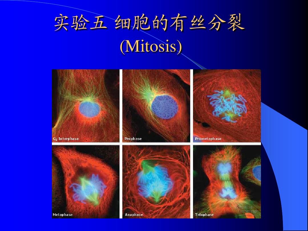 手机玩mite_手机游戏平台_手机游戏mitosis