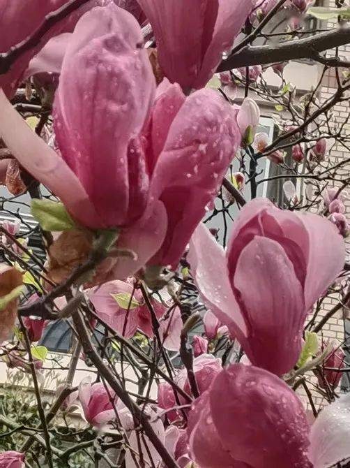 问花花不语_问花村_问花