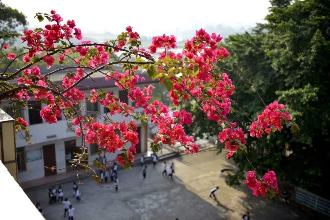 问花花不语_问花_问花村