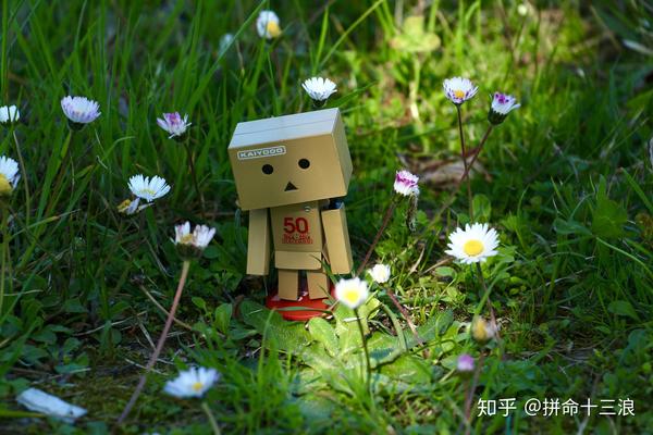 蓬中华侨小学_对中蓬出汗塞归雁入胡天的理解_麻中蓬