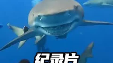 全员集结鲨鱼王_x特遣队全员集结鲨鱼_特遣队全员集结鲨鱼
