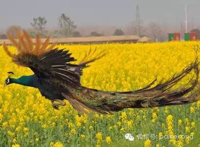 孔雀蓝油漆图片_孔雀蓝是什么颜色_蓝孔雀