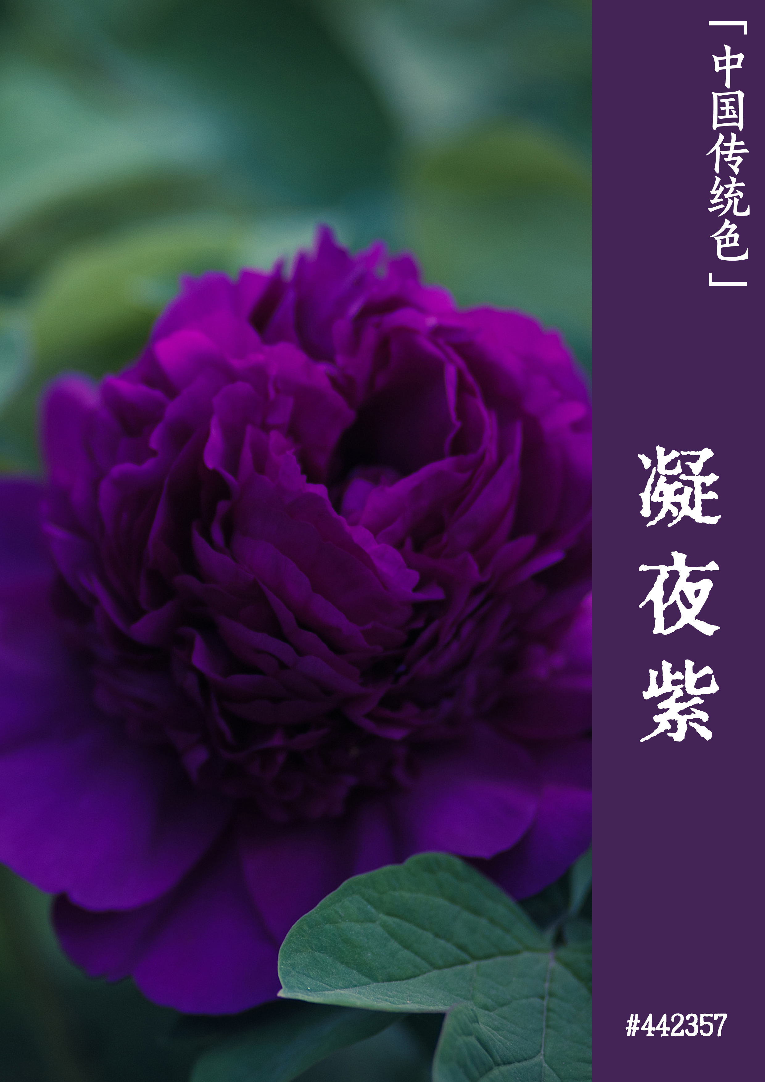 百度蜘蛛_蜘蛛百度百科视频_蜘蛛百度吧