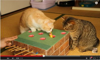 猫咪主人游戏,体验模拟养猫乐趣